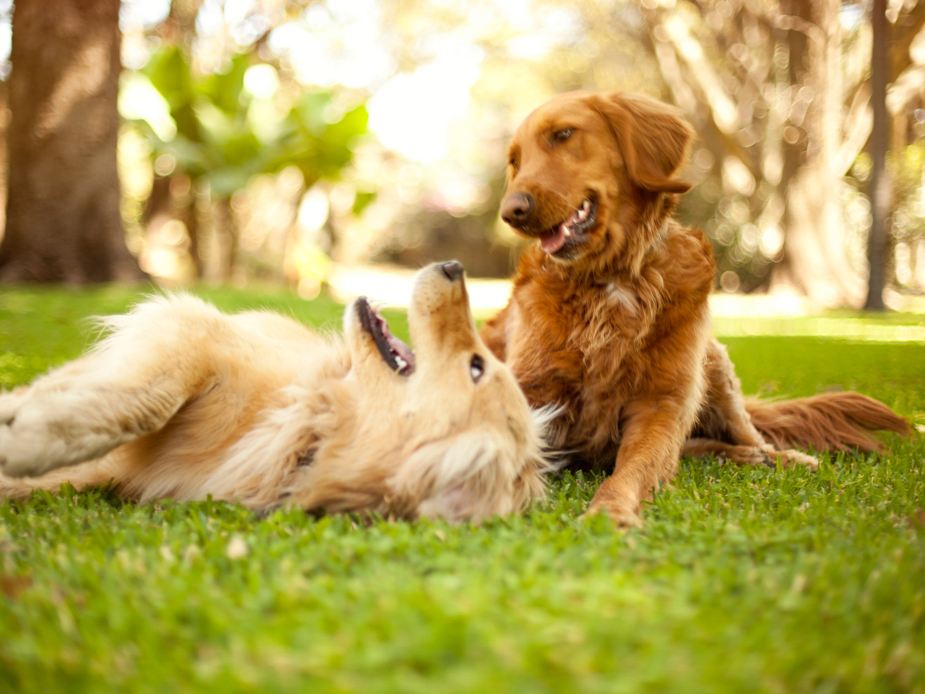 A couple of dogs playing in the grass.